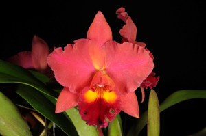 Rhyncholaeliocattleya Michael Tomihama Memoria Dame Joan Forties HCC/AOS	76 pts.